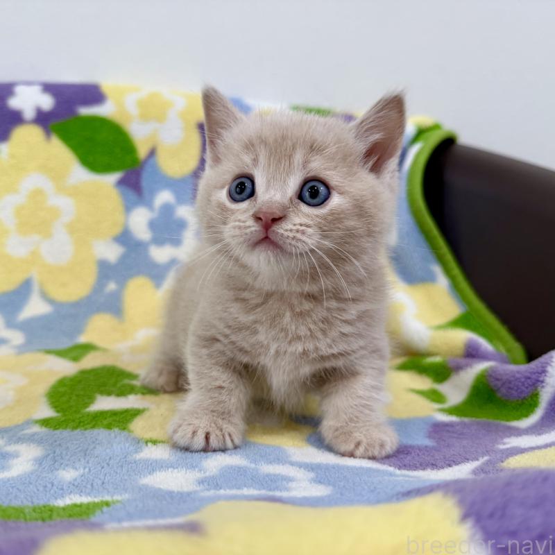 販売中の神奈川県のマンチカン-130336の3枚目