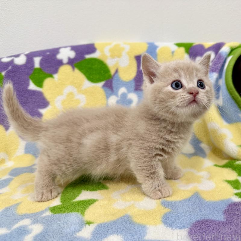 販売中の神奈川県のマンチカン-130336の2枚目