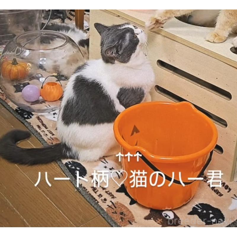 ハー君くん1枚目