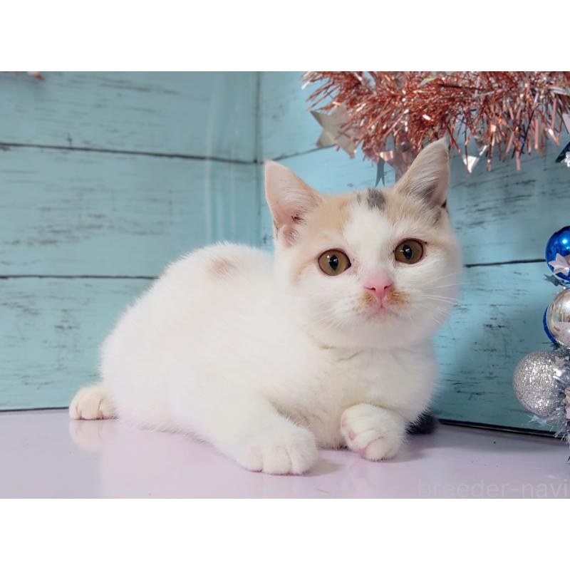 販売中の東京都のスコティッシュフォールド-130337の3枚目