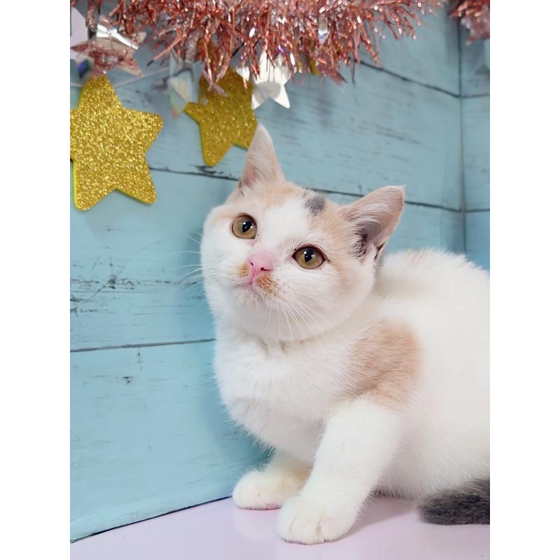 販売中の東京都のスコティッシュフォールド-130337の2枚目