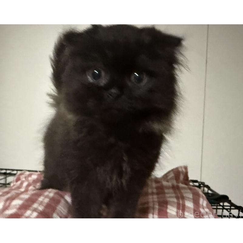 販売中の静岡県のスコティッシュフォールド(折れ耳)-130338の2枚目