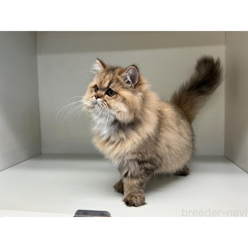 販売中の山形県のペルシャ(チンチラ)-126261の8枚目