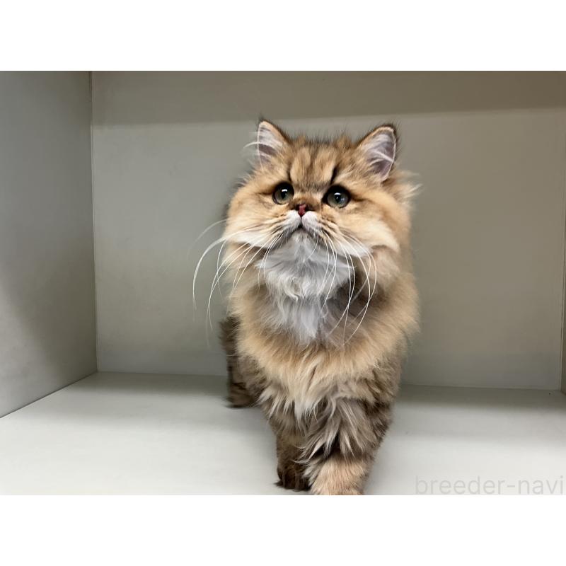 販売中の山形県のペルシャ(チンチラ)-126261の7枚目