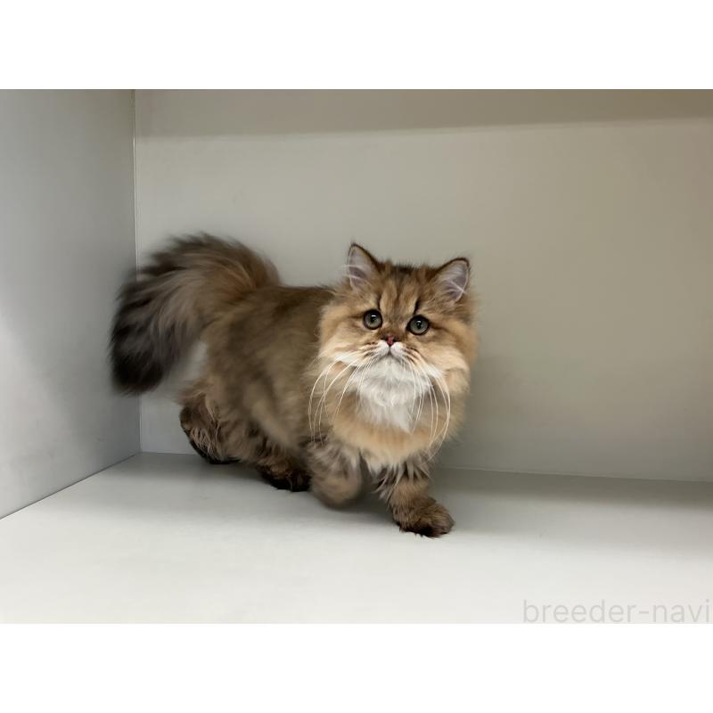 販売中の山形県のペルシャ(チンチラ)-126261の6枚目