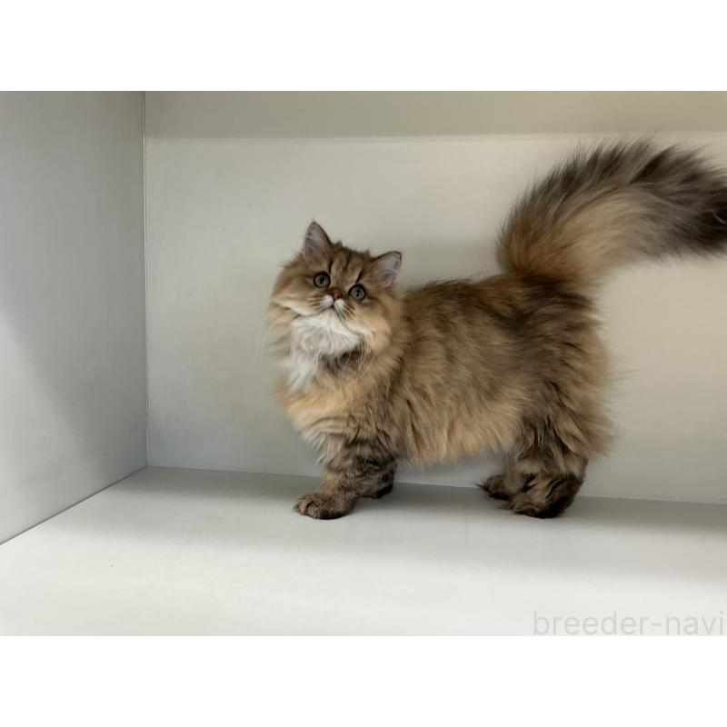 販売中の山形県のペルシャ(チンチラ)-126261の5枚目