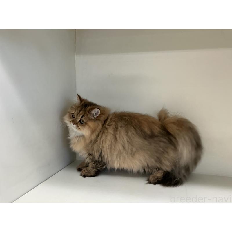 販売中の山形県のペルシャ(チンチラ)-126261の4枚目