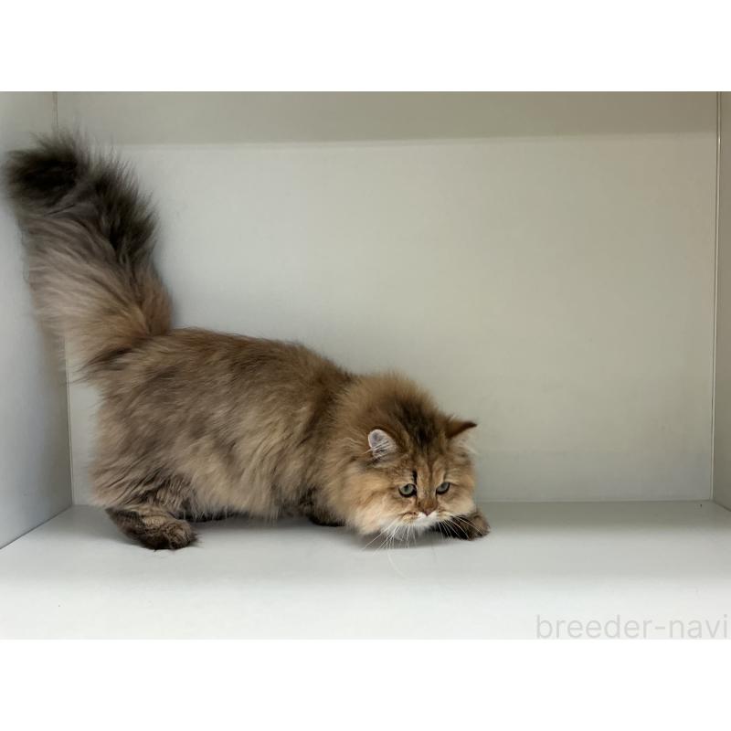 販売中の山形県のペルシャ(チンチラ)-126261の3枚目