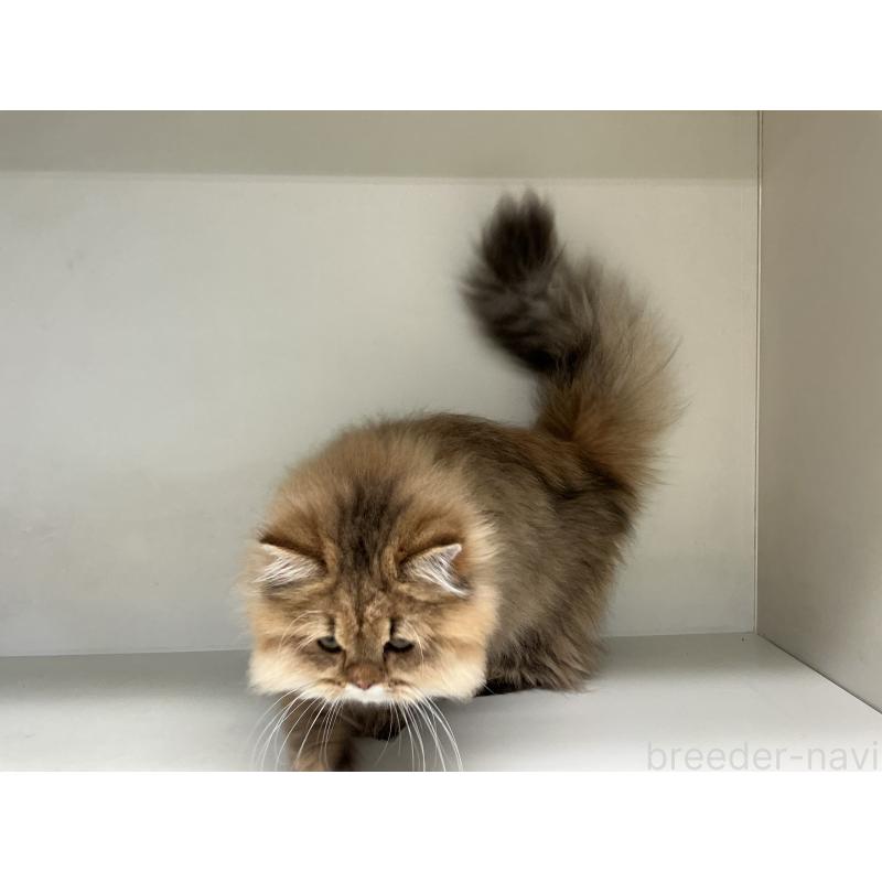 販売中の山形県のペルシャ(チンチラ)-126261の2枚目