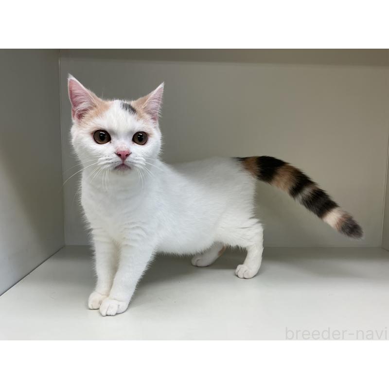 販売中の山形県のセルカークレックス-124170