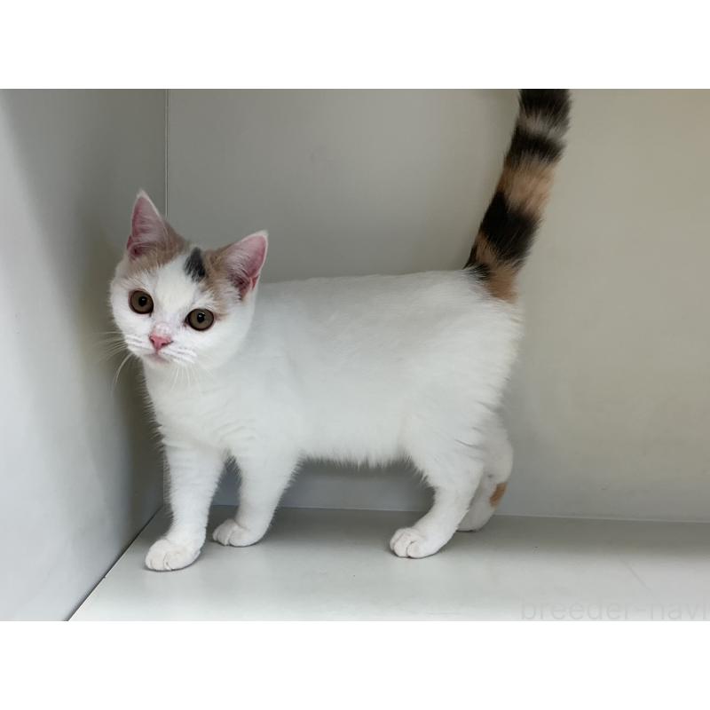 販売中の山形県のセルカークレックス-124170の7枚目