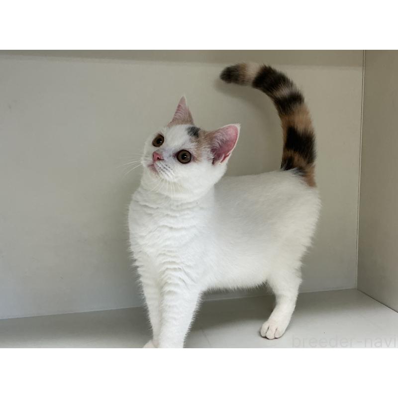 販売中の山形県のセルカークレックス-124170の6枚目