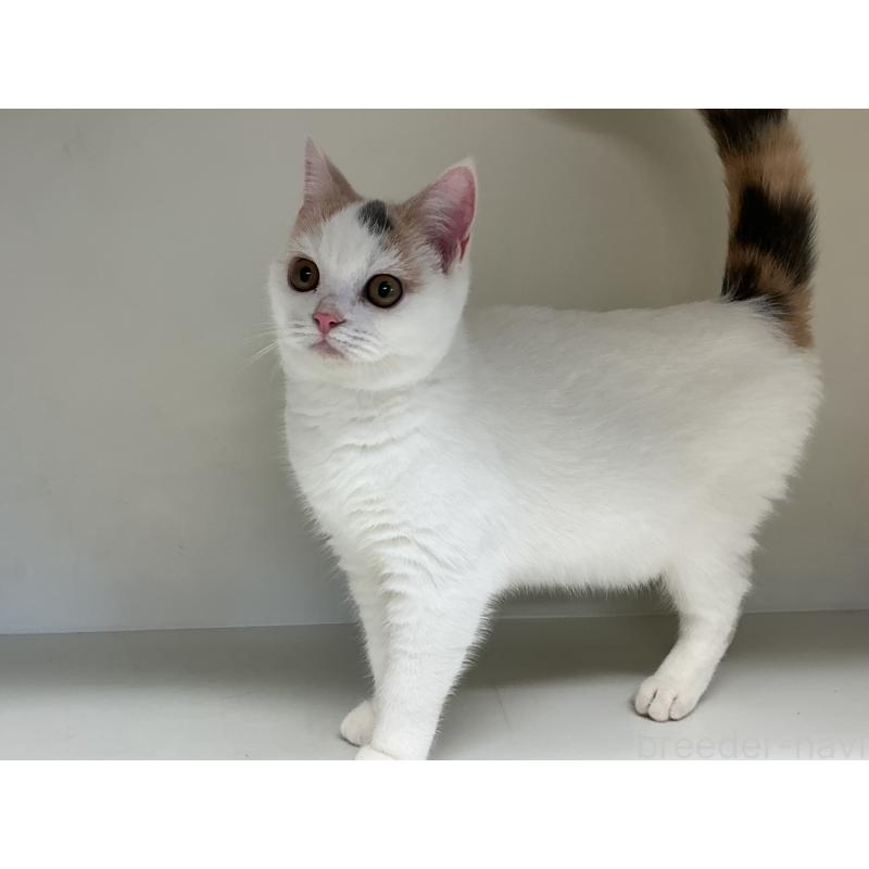 販売中の山形県のセルカークレックス-124170の5枚目