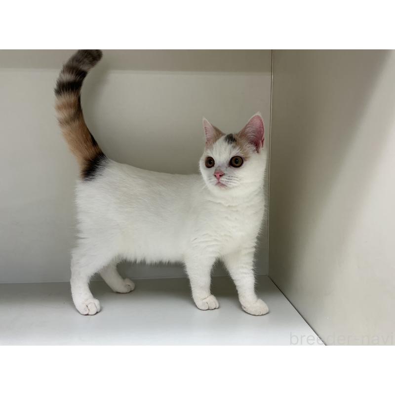 販売中の山形県のセルカークレックス-124170の4枚目