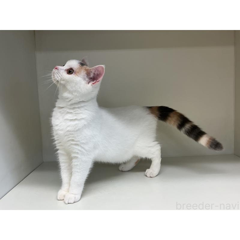 販売中の山形県のセルカークレックス-124170の3枚目