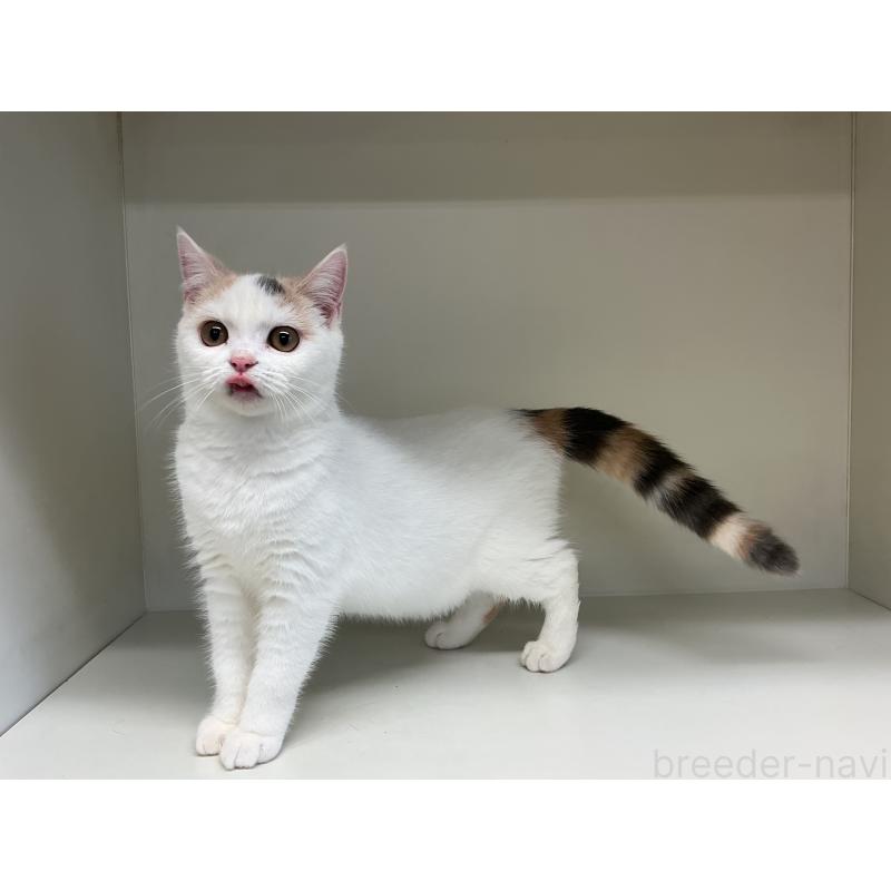 販売中の山形県のセルカークレックス-124170の2枚目