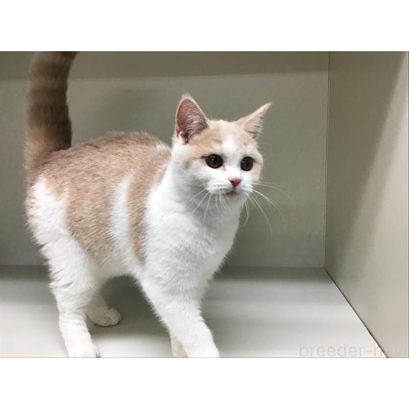 販売中の山形県のセルカークレックス-124172の5枚目