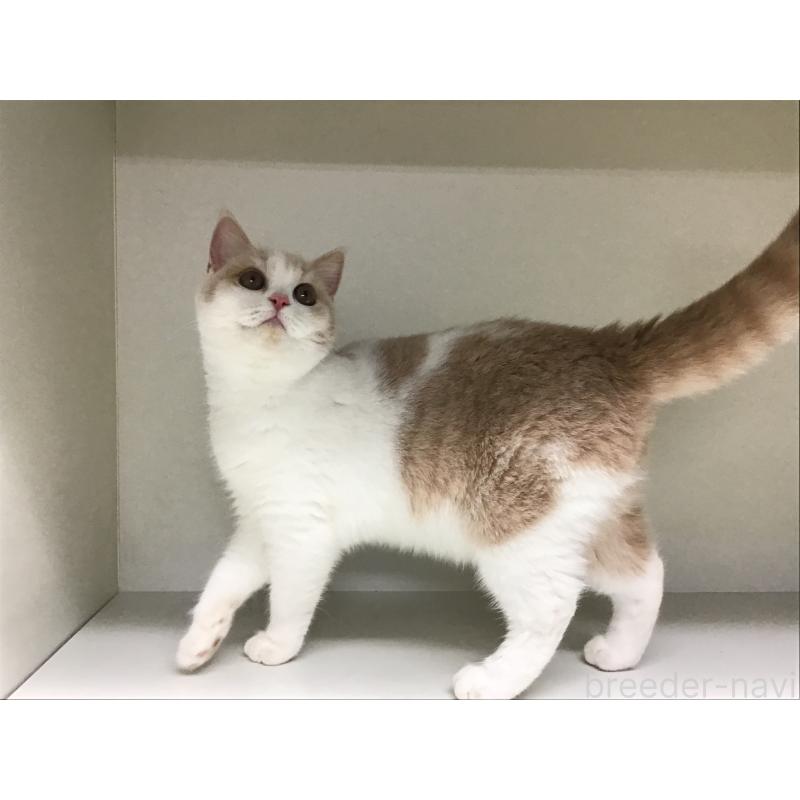 販売中の山形県のセルカークレックス-124172の4枚目