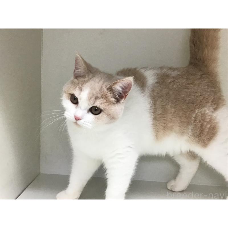 販売中の山形県のセルカークレックス-124172の3枚目