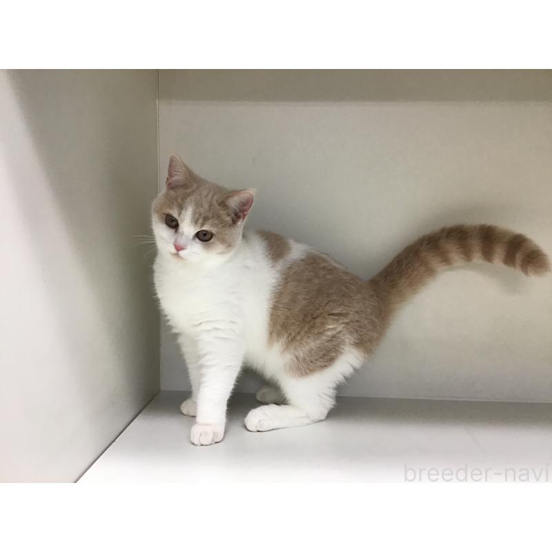 販売中の山形県のセルカークレックス-124172の2枚目