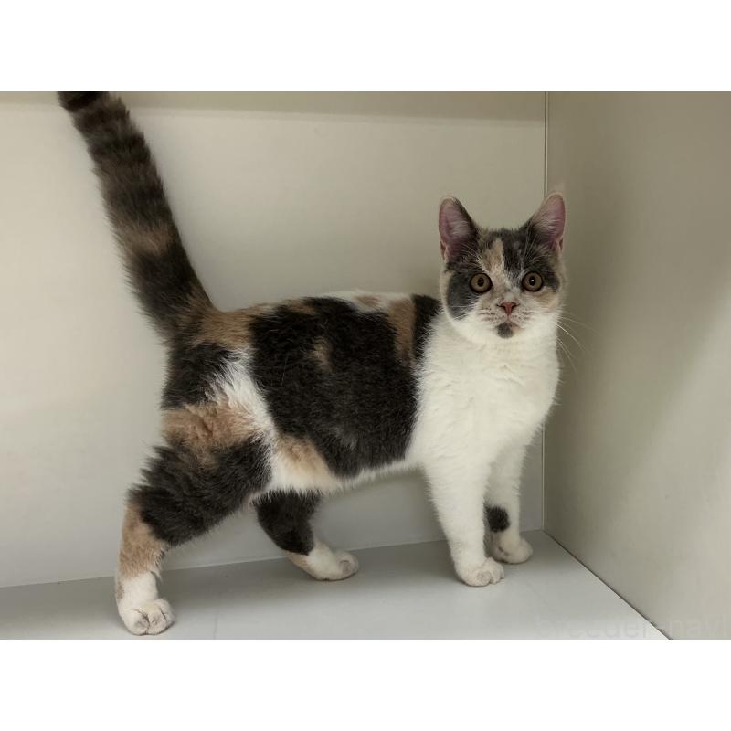 販売中の山形県のセルカークレックス-124169の5枚目