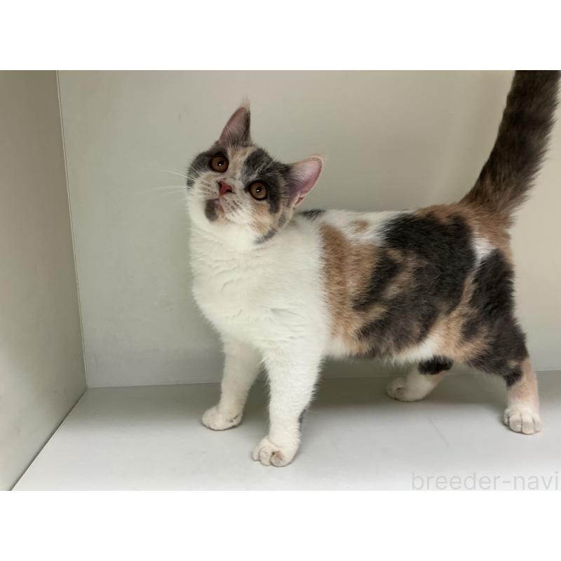 販売中の山形県のセルカークレックス-124169の4枚目