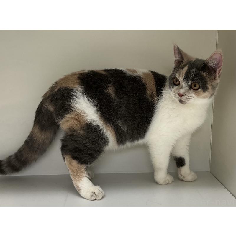 販売中の山形県のセルカークレックス-124169の3枚目