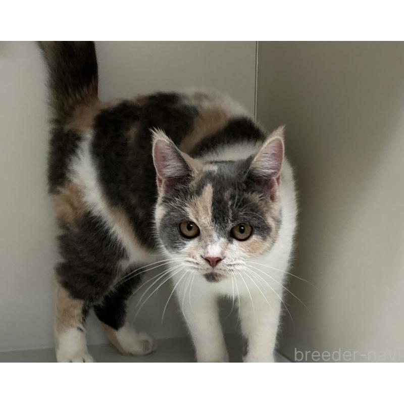 販売中の山形県のセルカークレックス-124169の2枚目