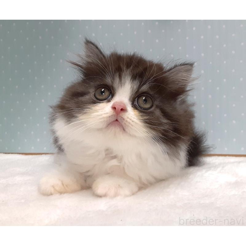 販売中の岐阜県のミヌエット-128209の5枚目