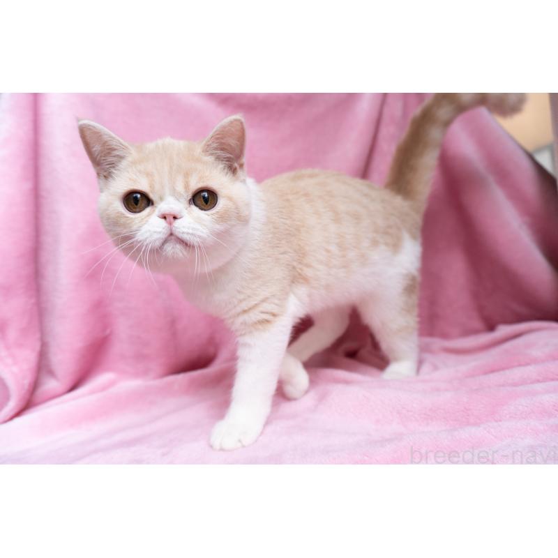 成約済の東京都のエキゾチックショートヘア-122427の10枚目