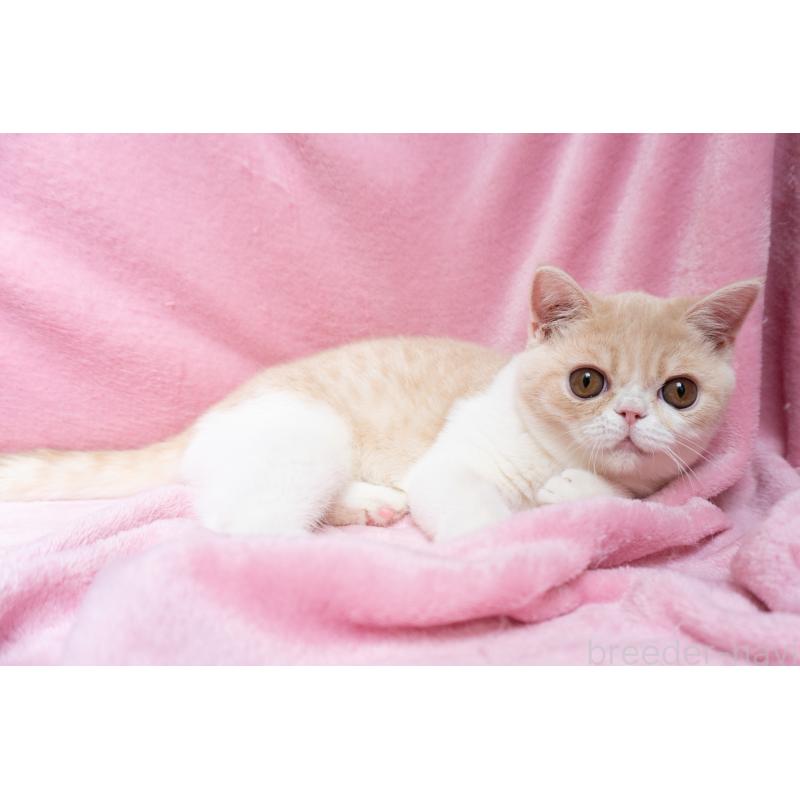 成約済の東京都のエキゾチックショートヘア-122427の9枚目