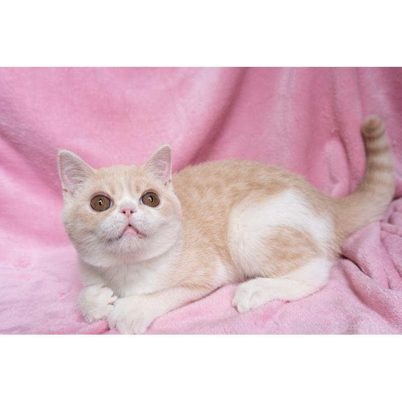 成約済の東京都のエキゾチックショートヘア-122427の8枚目