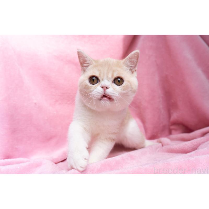 成約済の東京都のエキゾチックショートヘア-122427の7枚目