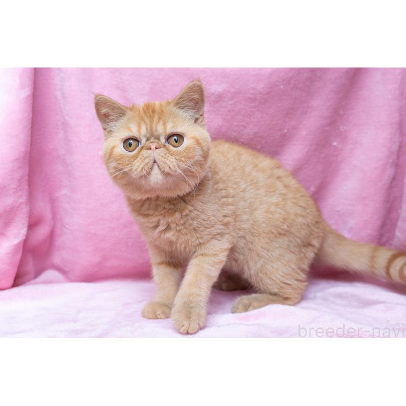 成約済の東京都のエキゾチックショートヘア-123466の15枚目