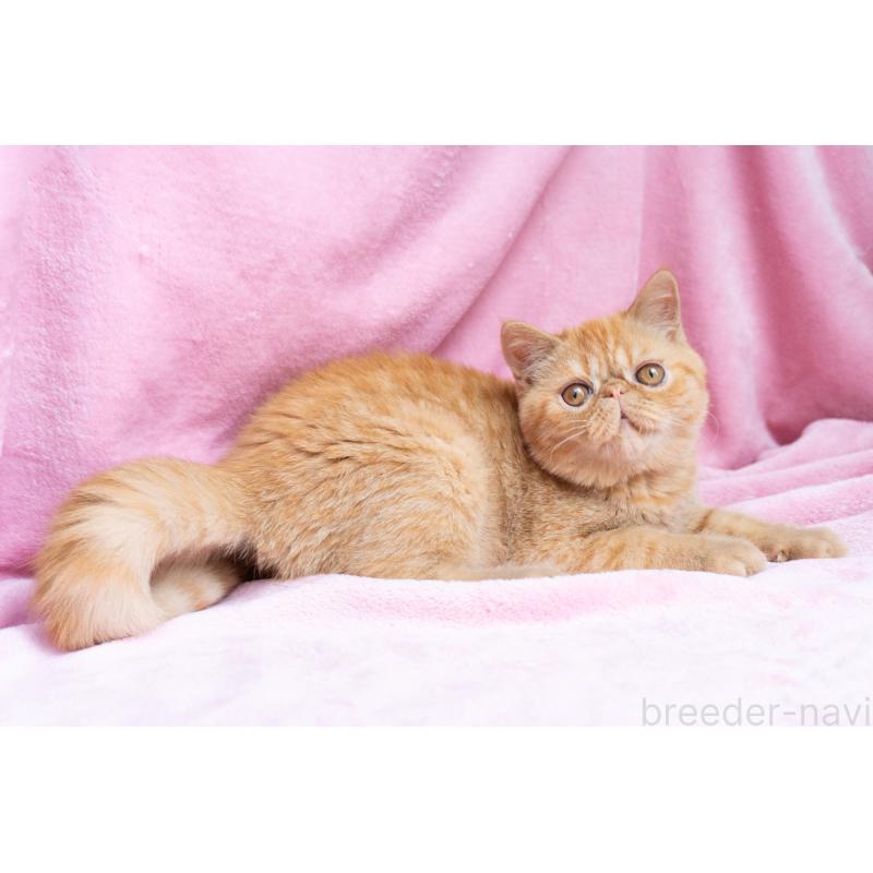 成約済の東京都のエキゾチックショートヘア-123466の14枚目