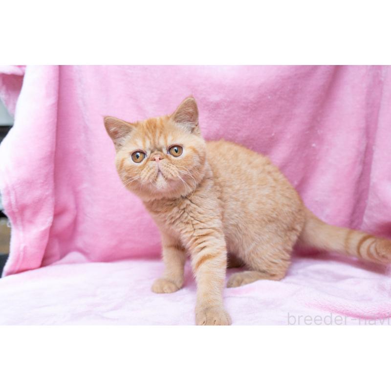 成約済の東京都のエキゾチックショートヘア-123466の13枚目