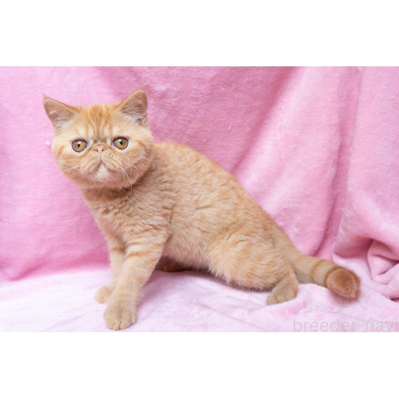 成約済の東京都のエキゾチックショートヘア-123466の12枚目