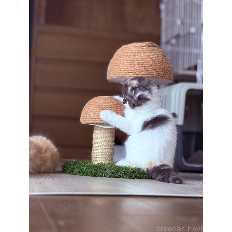 販売中の埼玉県のスコティッシュフォールド(折れ耳)-127430の7枚目