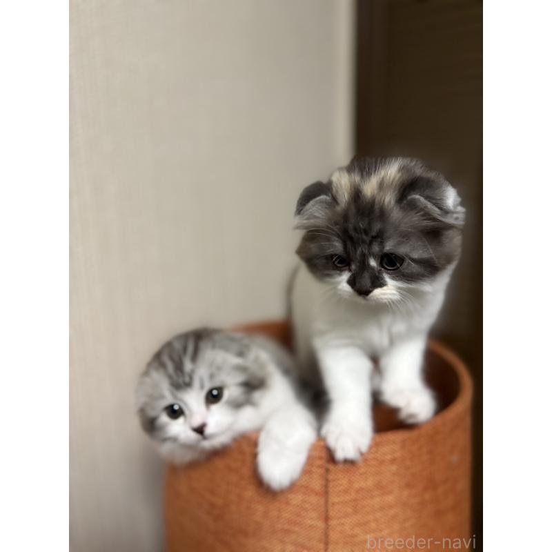 販売中の埼玉県のスコティッシュフォールド(折れ耳)-127430の6枚目