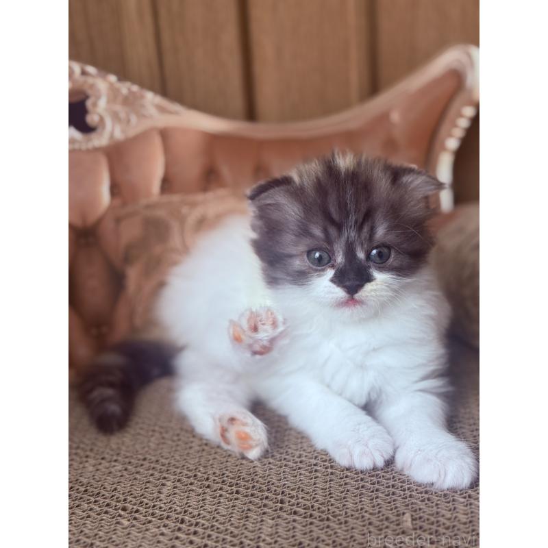 販売中の埼玉県のスコティッシュフォールド(折れ耳)-127430の5枚目