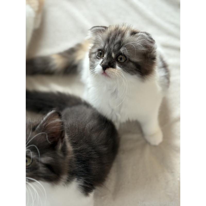 販売中の埼玉県のスコティッシュフォールド(折れ耳)-127430の4枚目