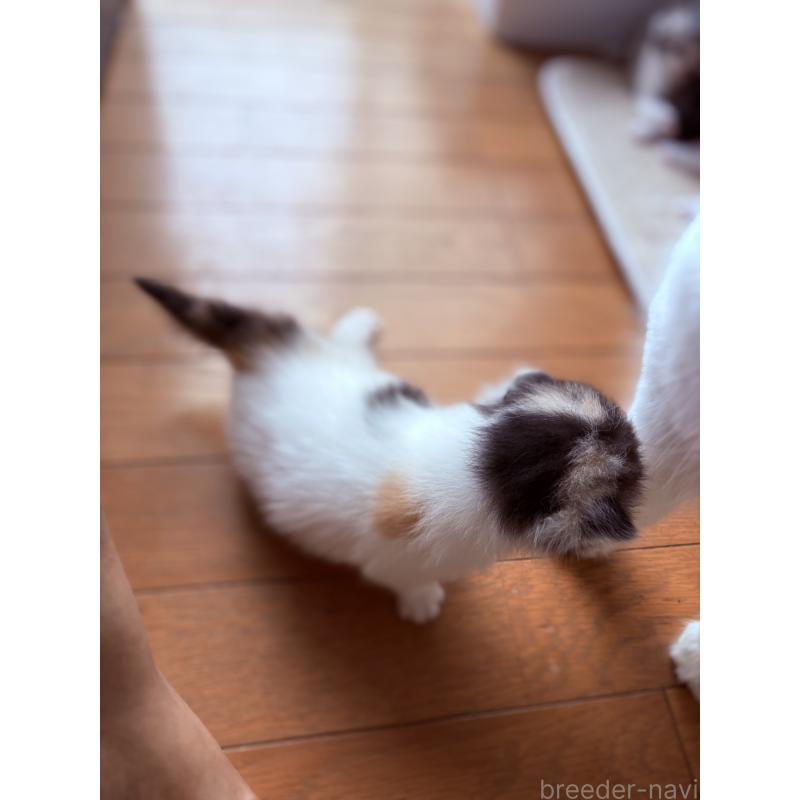 販売中の埼玉県のスコティッシュフォールド(折れ耳)-127430の2枚目