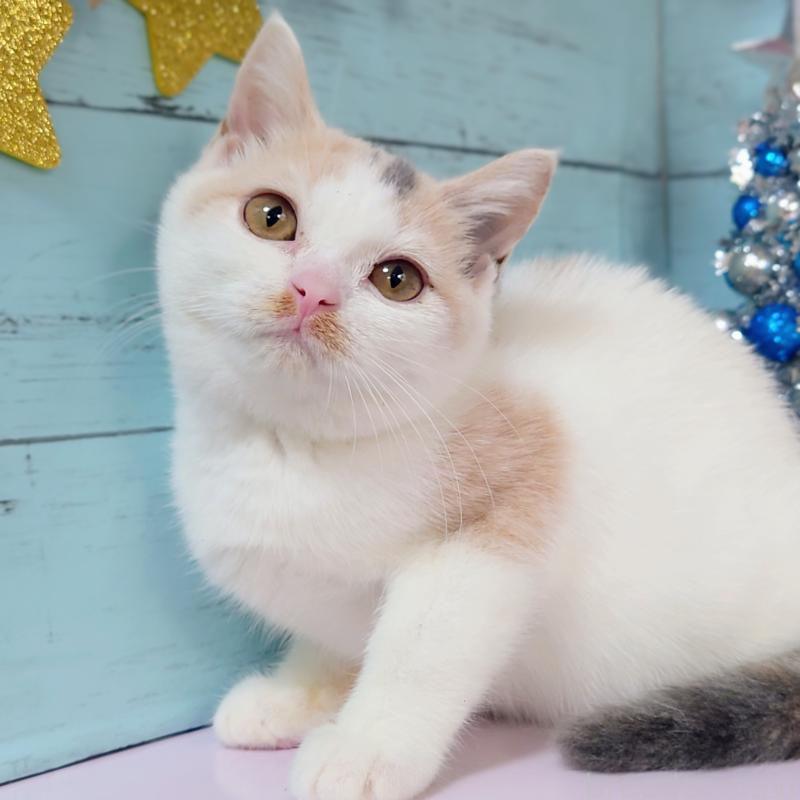 販売中の東京都のスコティッシュフォールド-130337