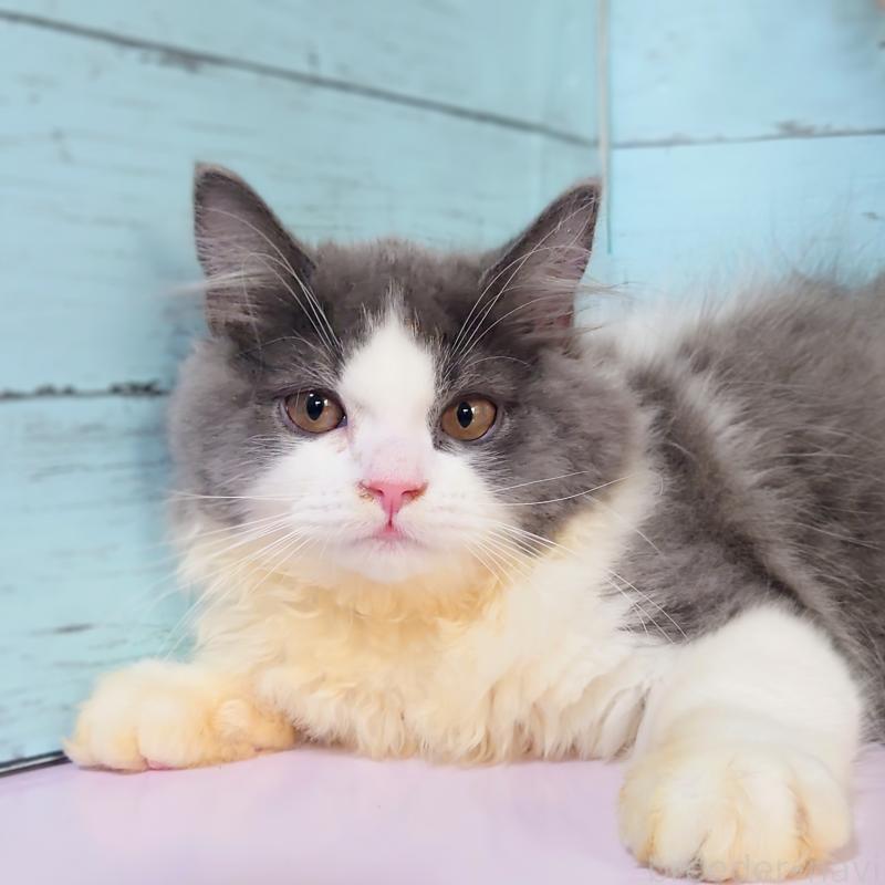 販売中の東京都のスコティッシュフォールド-130339の5枚目