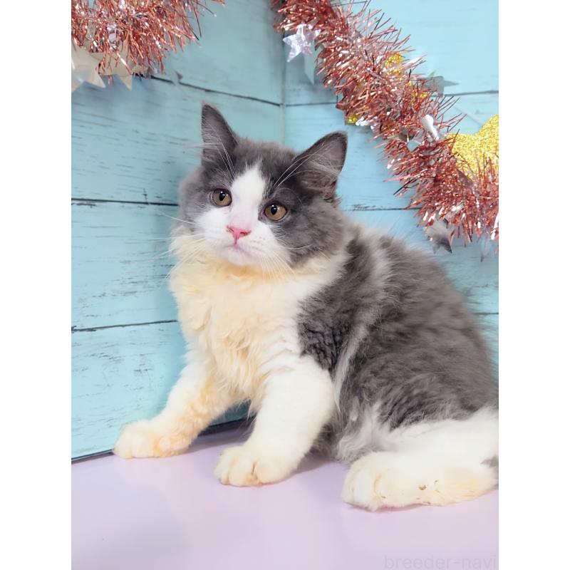 販売中の東京都のスコティッシュフォールド-130339の4枚目