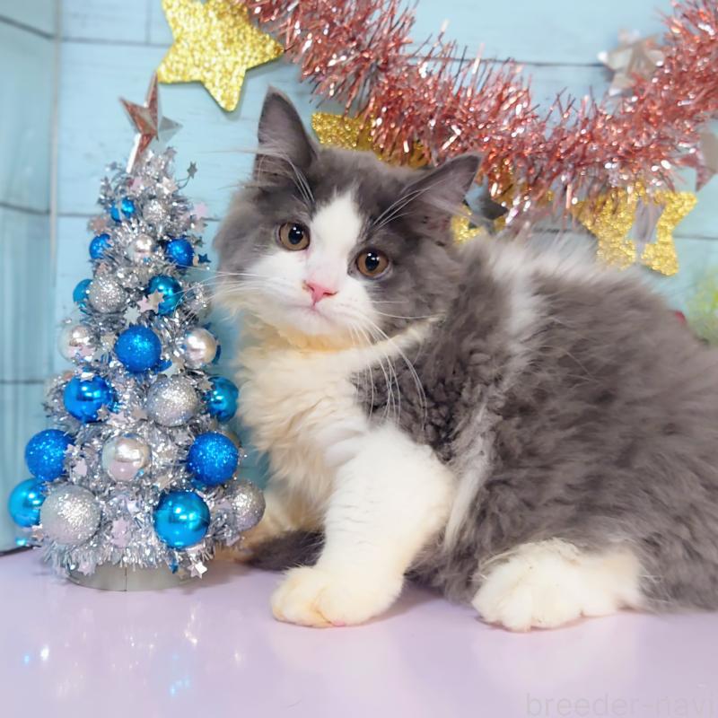 販売中の東京都のスコティッシュフォールド-130339の3枚目