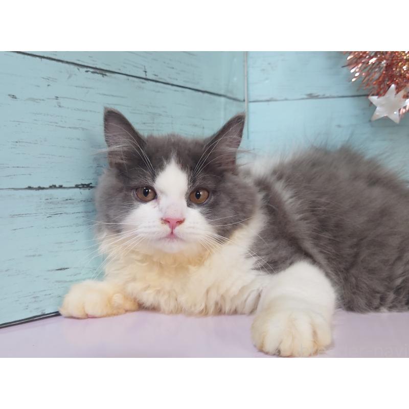 販売中の東京都のスコティッシュフォールド-130339の2枚目