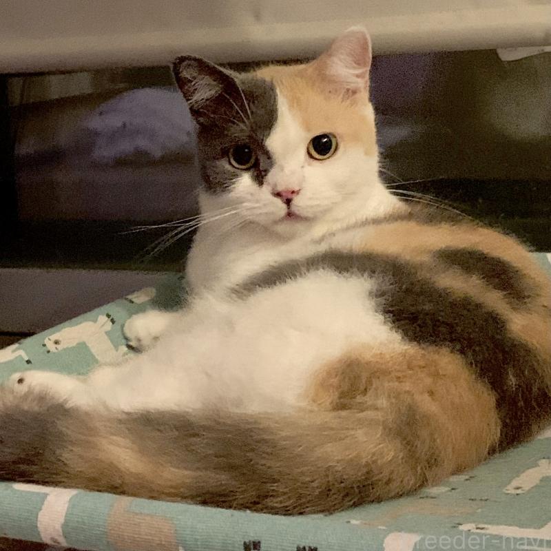 販売中の埼玉県のマンチカン(短足)-130340の4枚目