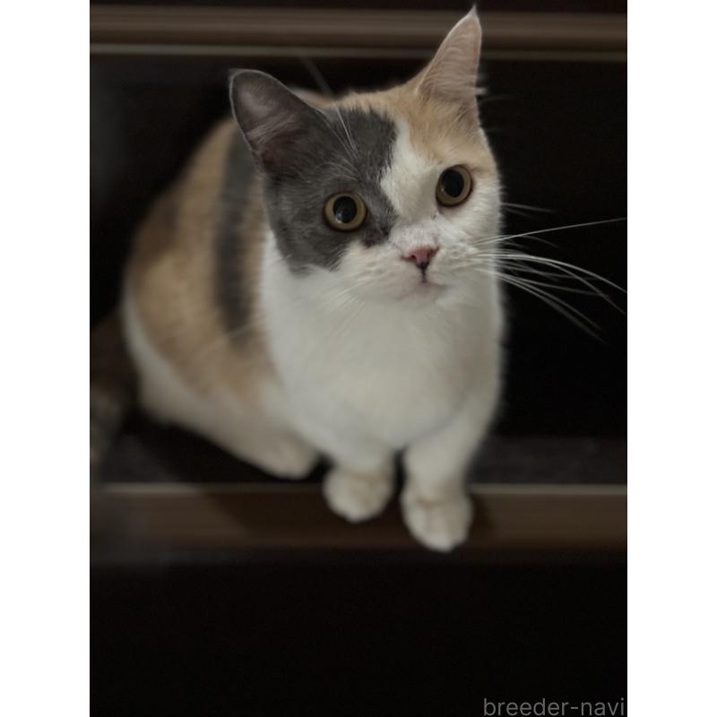 販売中の埼玉県のマンチカン(短足)-130340の3枚目