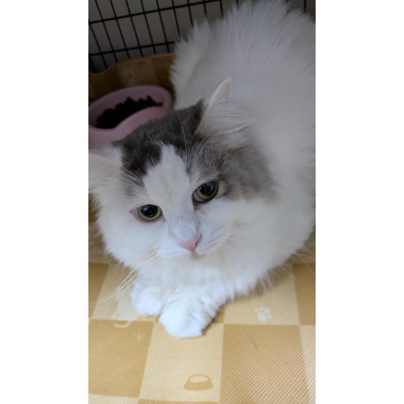 販売中の大阪府のマンチカン-124587